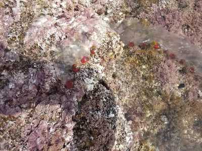 Allarme meduse nel mare di Bari