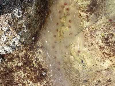 Allarme meduse nel mare di Bari