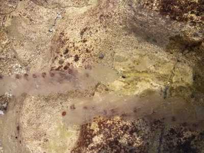 Allarme meduse nel mare di Bari
