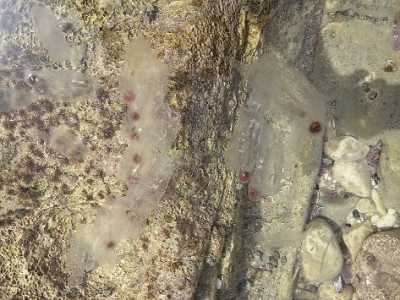 Allarme meduse nel mare di Bari