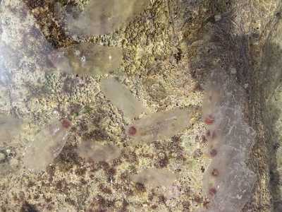 Allarme meduse nel mare di Bari