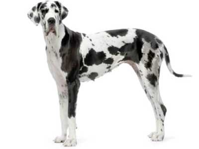 Cani che sono poco richiesti: Alano