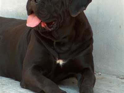 I cani made in Puglia
