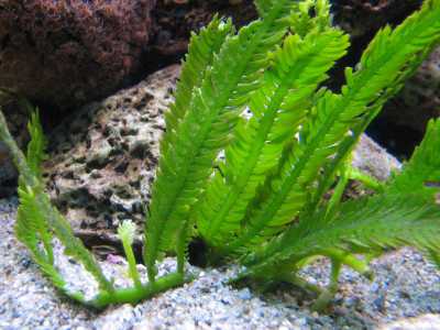 Caulerpa taxifolia