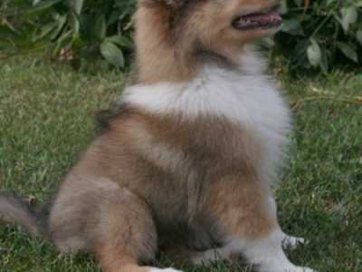 Cani che vanno di moda: Collie