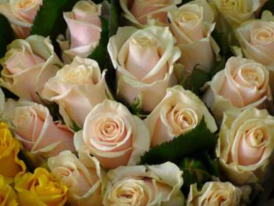 Le rose pallide: secondo il produttore Gregorio Paduanelli i loro colori sono spesso dettati dalla moda 
