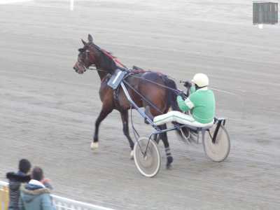 I cavalli e i loro �driver� si stanno allenando in preparazione alla gara