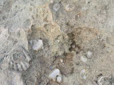 Fossili sulla scogliera di cala Scizzo