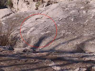 Bari, sulle orme dei dinosauri