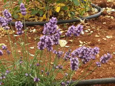 Una "cavolaia" sul fiore di lavanda
