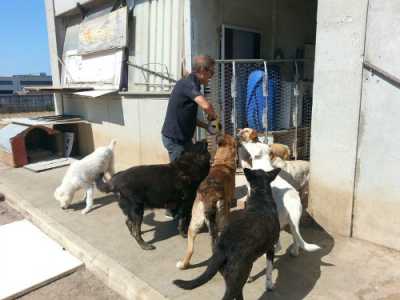 Il signor Franco e i suoi 100 cani