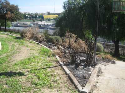 Quel che rimane di alcune piante date alle fiamme