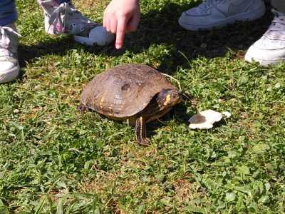 Le tartarughe abbandonate a Parco 2 Giugno