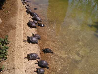 Raggruppamento delle tartarughe del Parco
