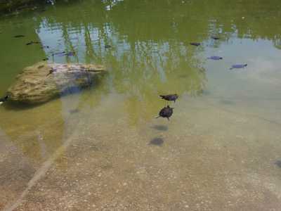L'acqua in cui nuotano pesci e tartarughe