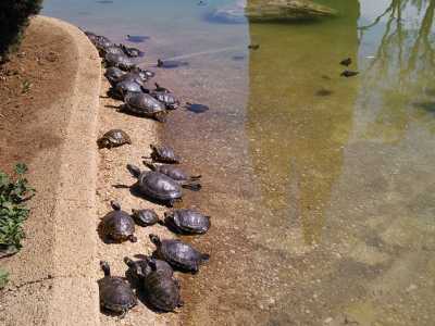 La maggior parte delle tartarughe presenti al Parco
