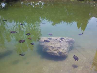 Una visione dall'alto delle tartarughe in acqua