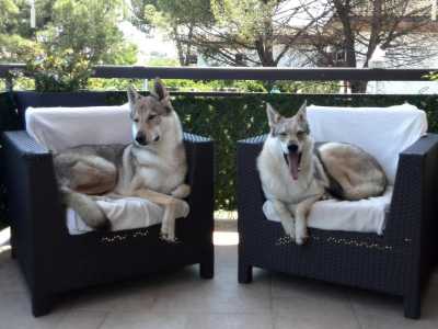 Vassel e Aela in relax
