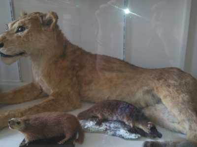 I musei degli animali imbalsamati