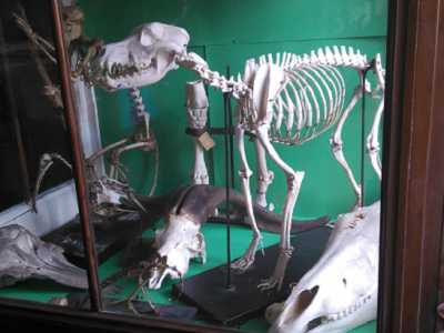 Museo De Romita: una bacheca contenente alcuni reperti ossei