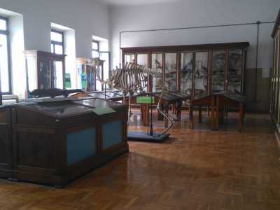 Museo De Romita: una panoramica della collezione del naturalista barese 