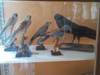Museo De Romita: alcune specie di uccelli imbalsamati