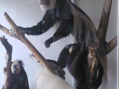Museo De Romita: la scimmia Guer�za, specie diffusa in Africa centrale e orientale 