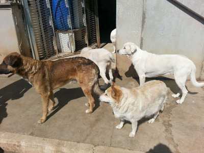 Il signor Franco e i suoi 100 cani