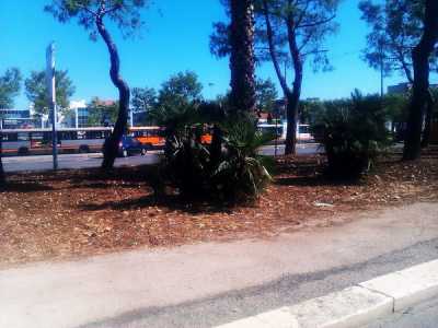 Verde in Comune