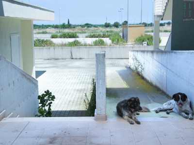 Due cani, unici abitanti della zona e padroni incontrastati di questo ampio spazio inutilizzato