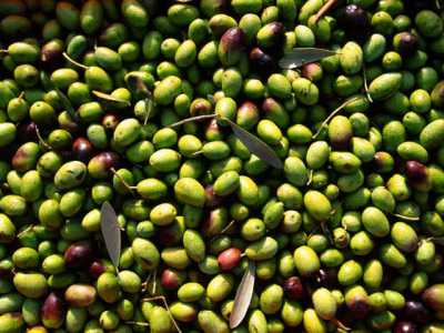 La variet� di oliva coratina, tipica del nord ovest della provincia di Bari, � diffusa principalmente nell'agro di Corato, Andria, Barletta, Bisceglie, Ruvo di Puglia, Sannicandro di Bari e Bitonto 