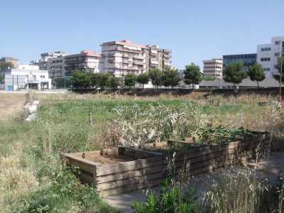 Alcune piante coltivate