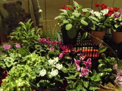 Fiori in mostra al mercatino di beneficenza
