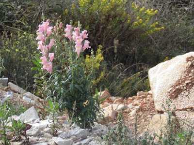 Una pianta di bocche di leone � spuntata su un cumulo di materiale edilizio scaricato abusivamente in Lama Misciano
