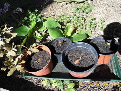 Le quattro piantine di quercia elegante nell'aiuola del giardino della Chiesa Russa di Bari