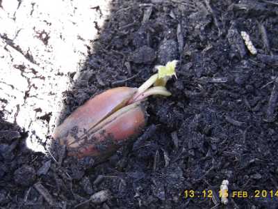 Un germoglio di quercia elegante dalla ghianda madre, nel giardino della Chiesa Russa di Bari