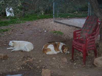 Giovinazzo, Il canile della Lega per la protezione del cane