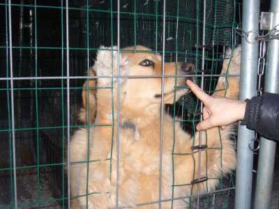 Giovinazzo, Il canile della Lega per la protezione del cane