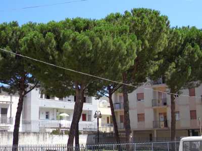 Il parco con i pini piantati nel 1966 a Noicattaro per ricordare che quel posto � stato il luogo di sepoltura degli appestati del 1815-1816