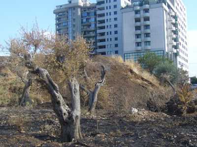 Bari, ulivi reimpiantati e poi bruciati in via Matarrese