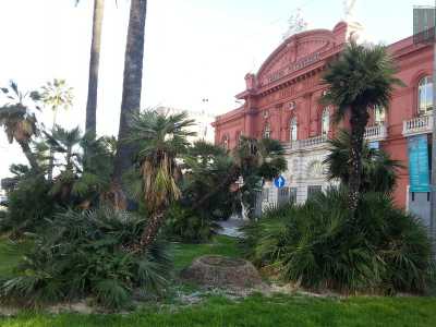 I fusti contorti delle palme nane che adornano i due giardinetti proprio di fronte al teatro Petruzzelli