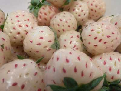 Il pineberry, ibrido tra ananas e fragola