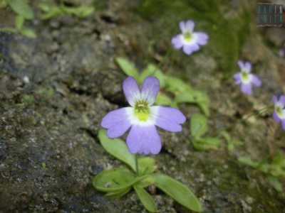 Un primo piano della Pinguicula hirtiflora: prima dell'alluvione colorava un dirupo di Rossano Calabro in localit� Celadi