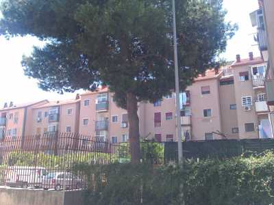 Il pino � in perfette condizioni