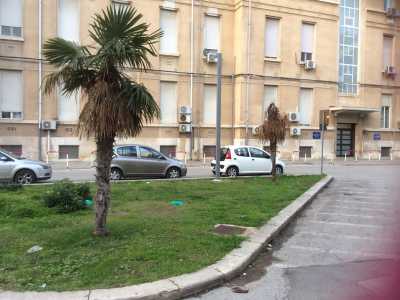 Due alberi in difficolt� in un'aiuola del Policlinico