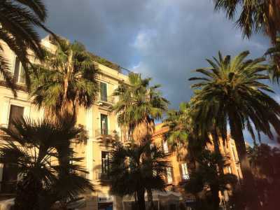 Alcune delle palme di corso Vittorio Emanuele colpite dal punteruolo rosso