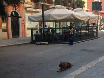 Romeo accucciato in via Sparano