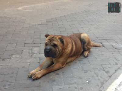 Romeo che si rilassa all'ombra in pieno centro