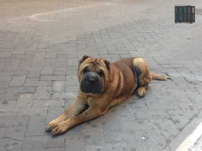 Lo shar pei in posa per uno scatto