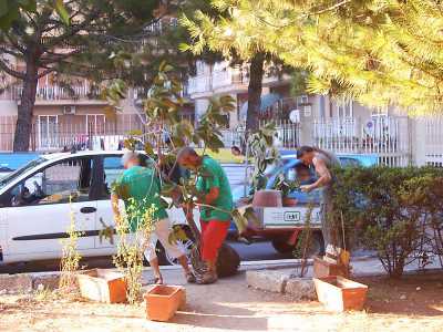 I Ficus vengono scaricati